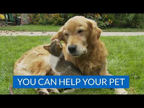 Help Heal Your Pet&#039;s Ear Infection with BestLife4Pets Natural Ear Treatment - Made for Dogs and Cats