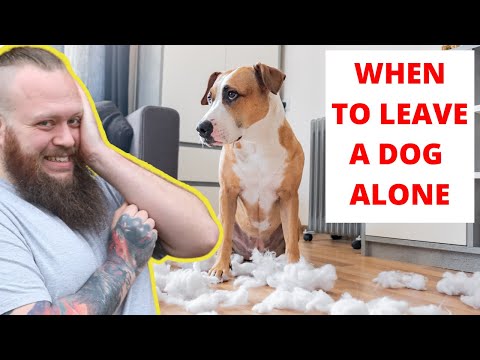 How To Leave Your Puppy Or Dog Home Alone