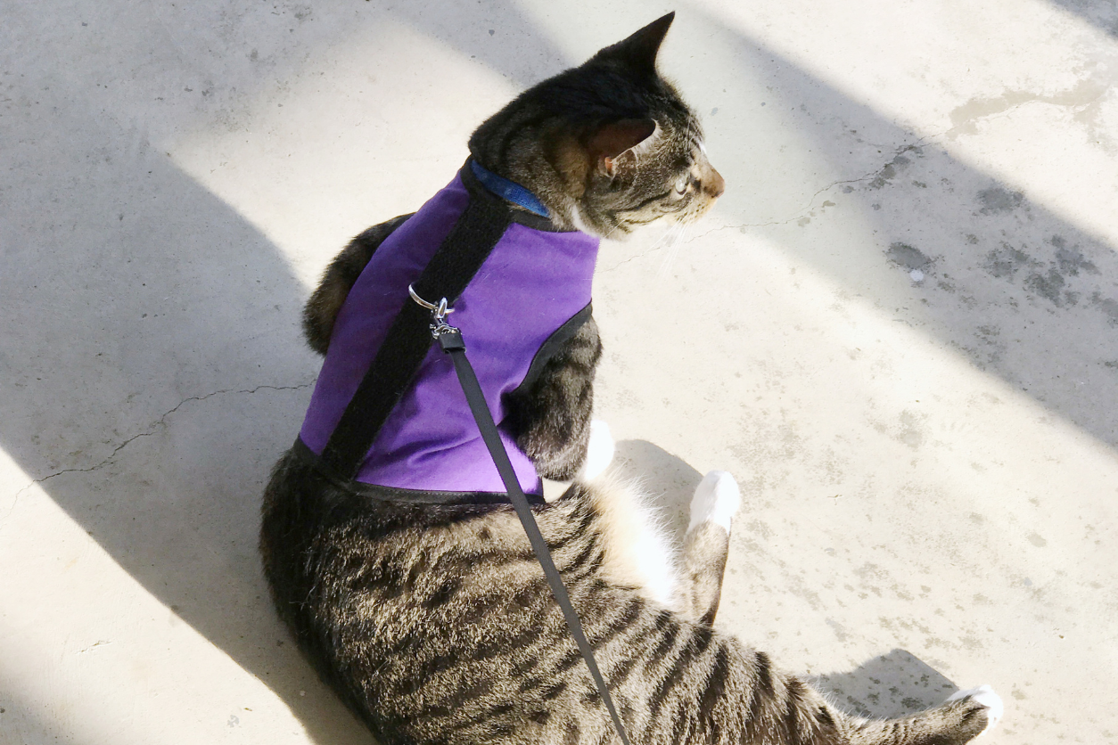 cat wearing harness