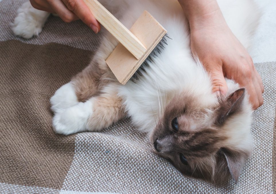 brushing a long haired cat