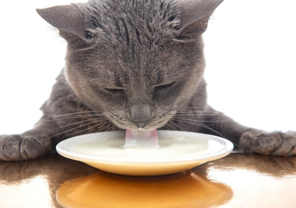 can cats drink almond milk