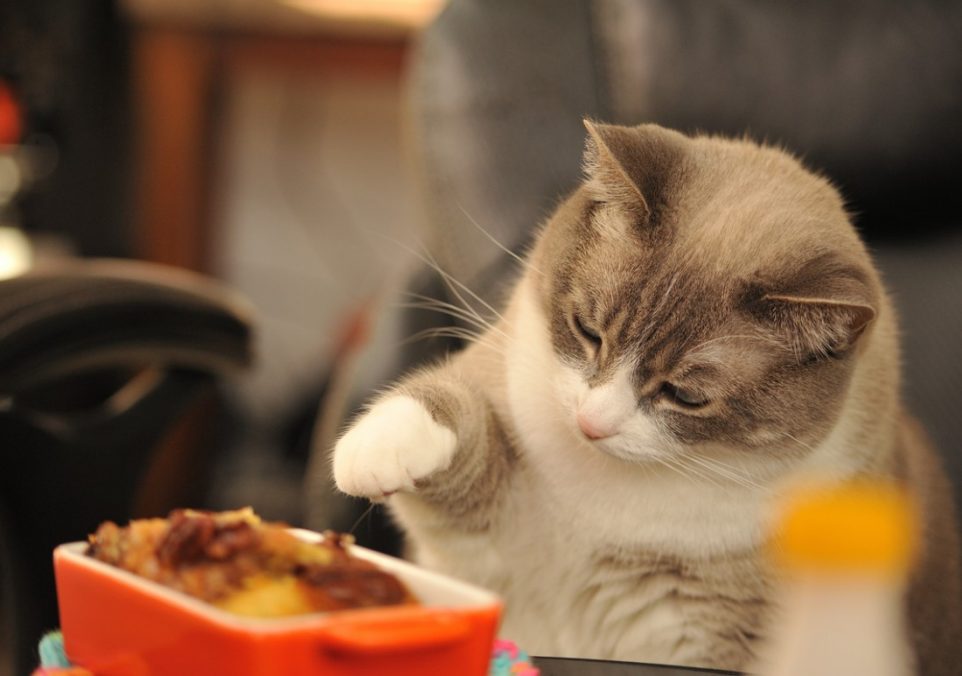 can cats eat bacon