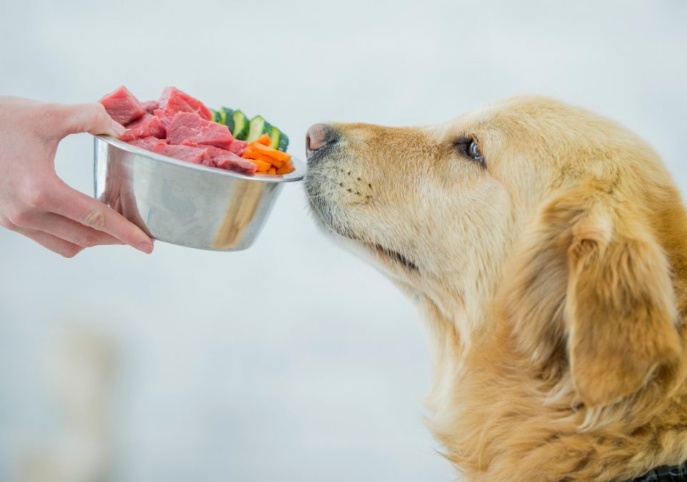 can dogs eat spicy food