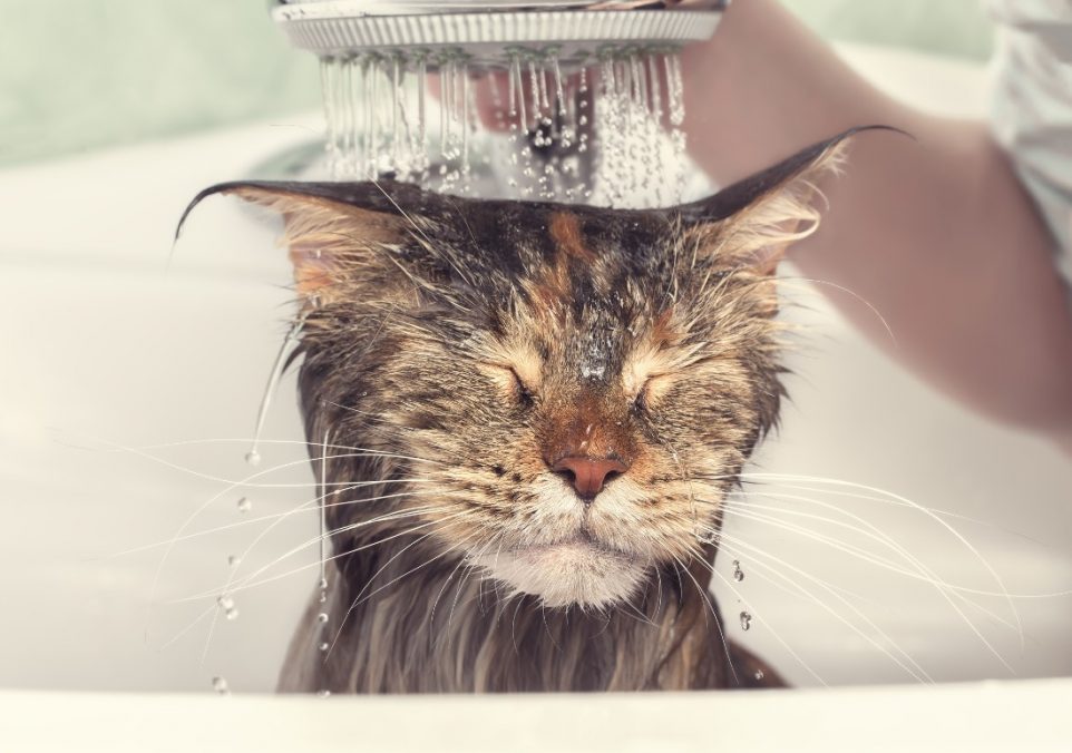 cat bath