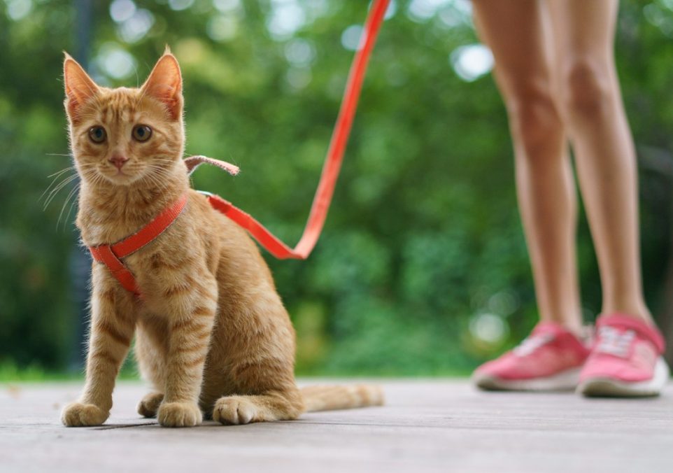 cat on a leash