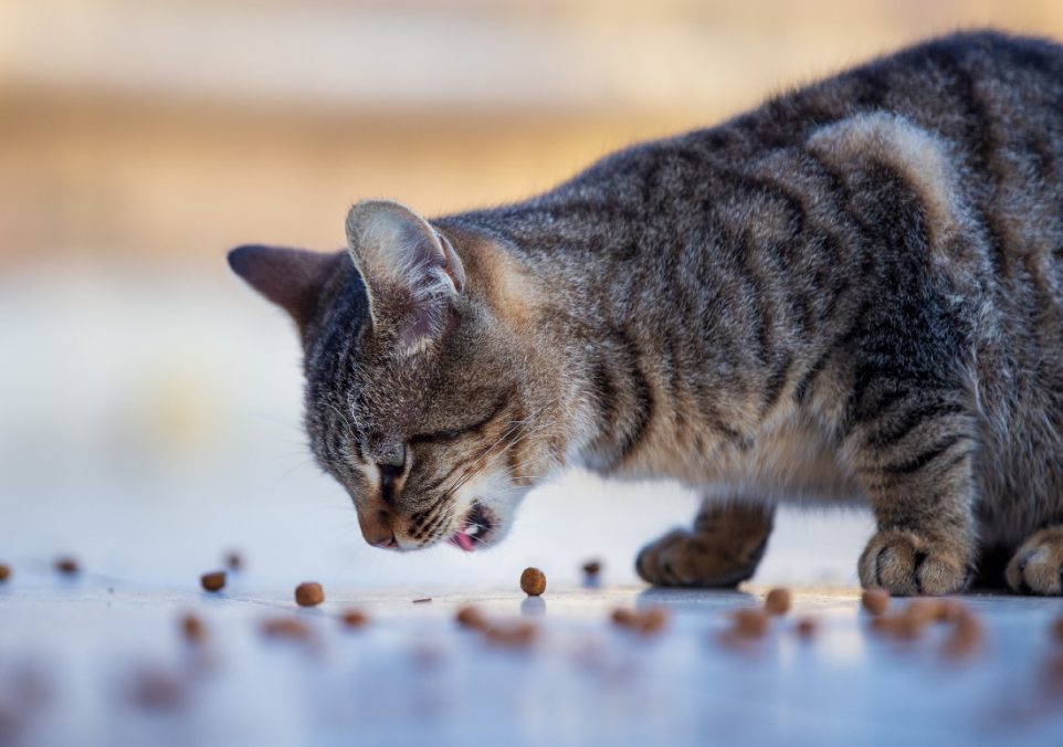 cat throwing up food