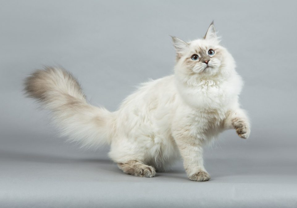 curly haired cats