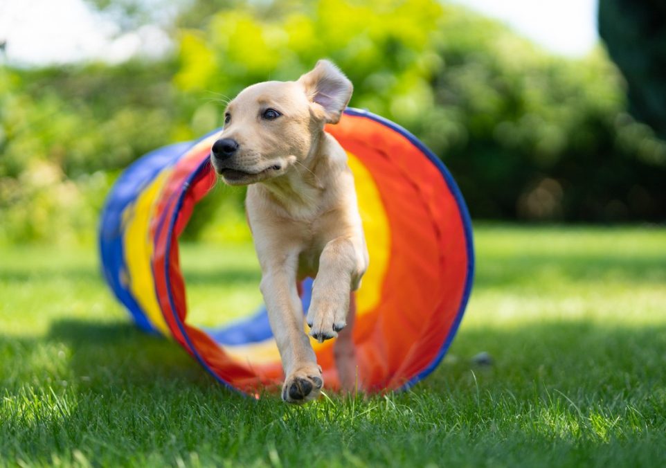 dog agility training