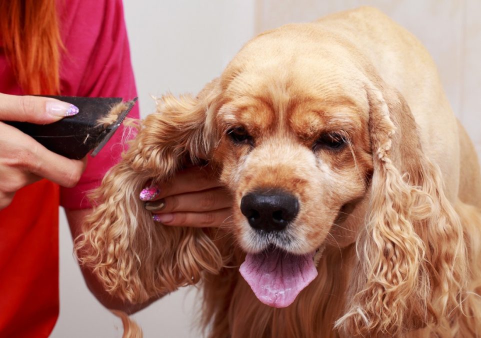 dog grooming with clippers