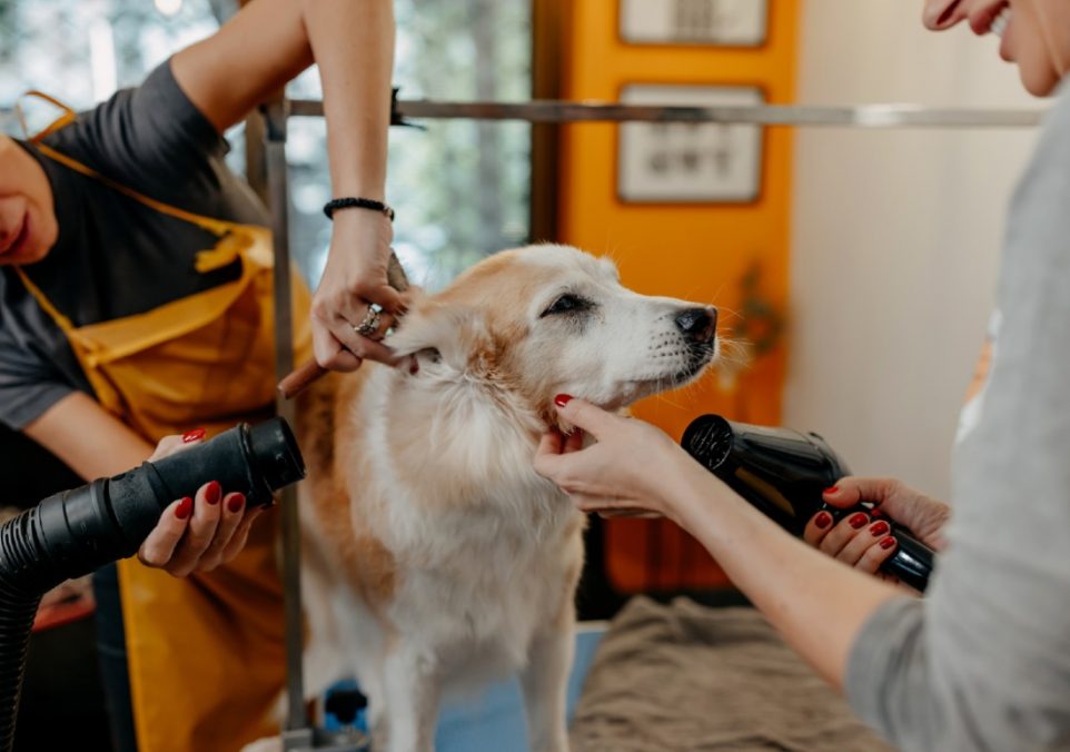 entertaining your pup during grooming