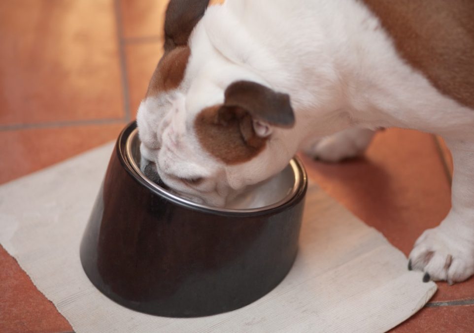 what to feed a dog with an upset stomach