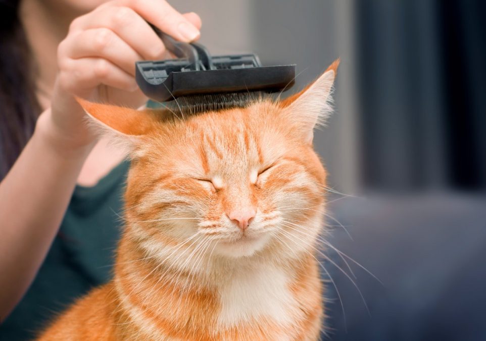 how to groom a cat