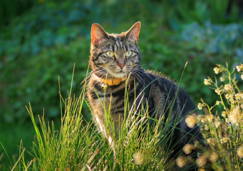 how long do outdoor cats live