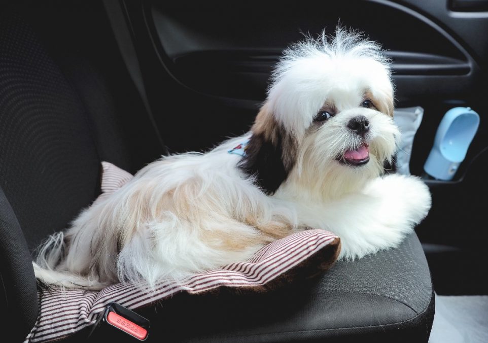 how to get dog hair out of car