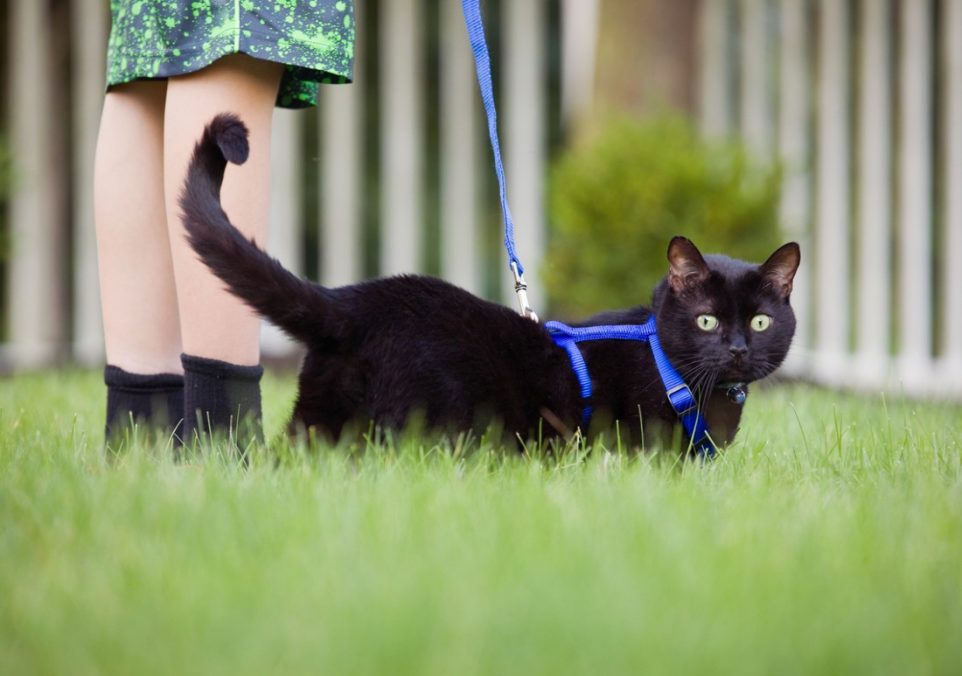 how to leash train a cat