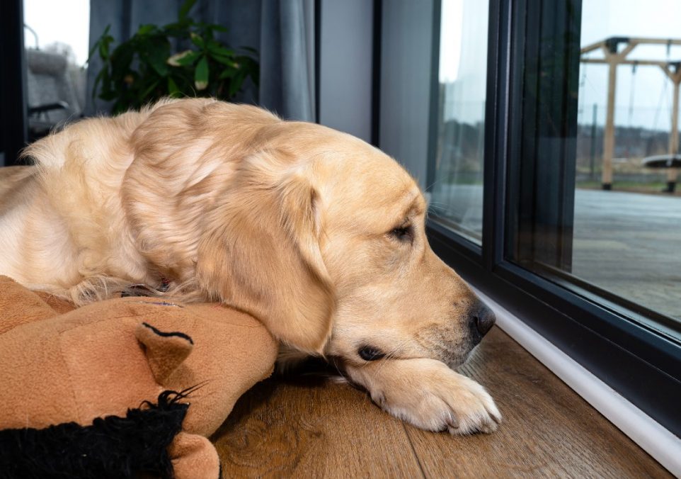 how to prevent separation anxiety in dogs