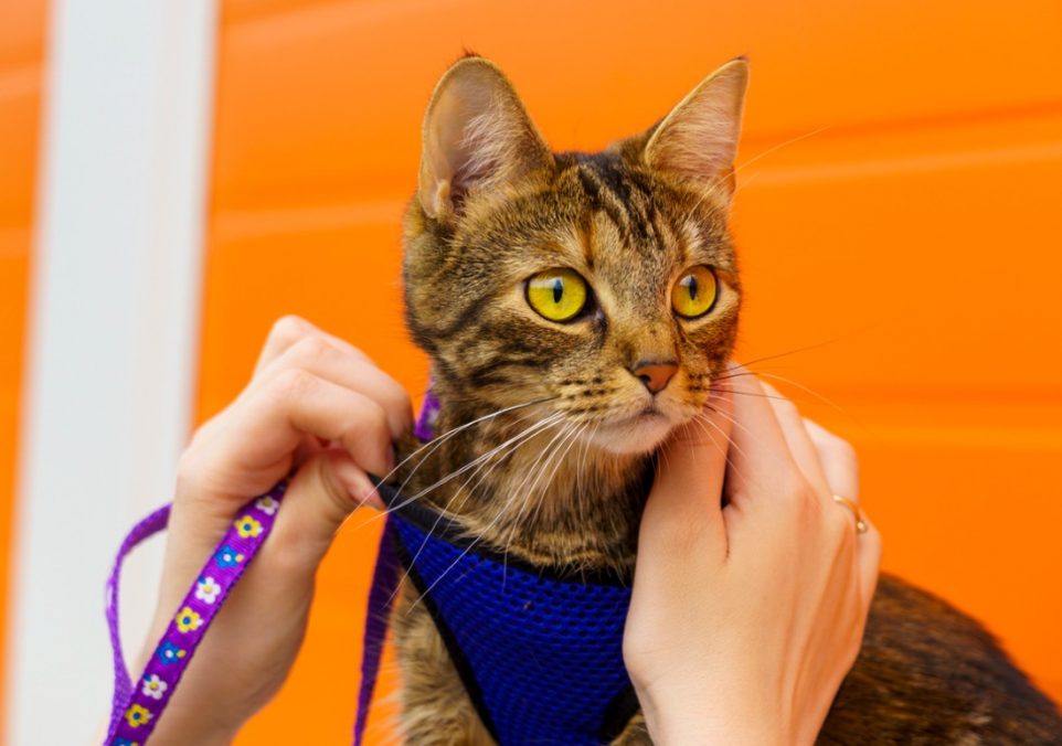 how to put on a cat harness