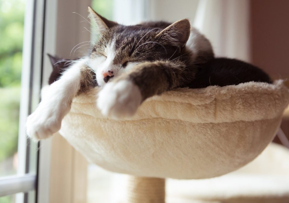 melatonin for cats