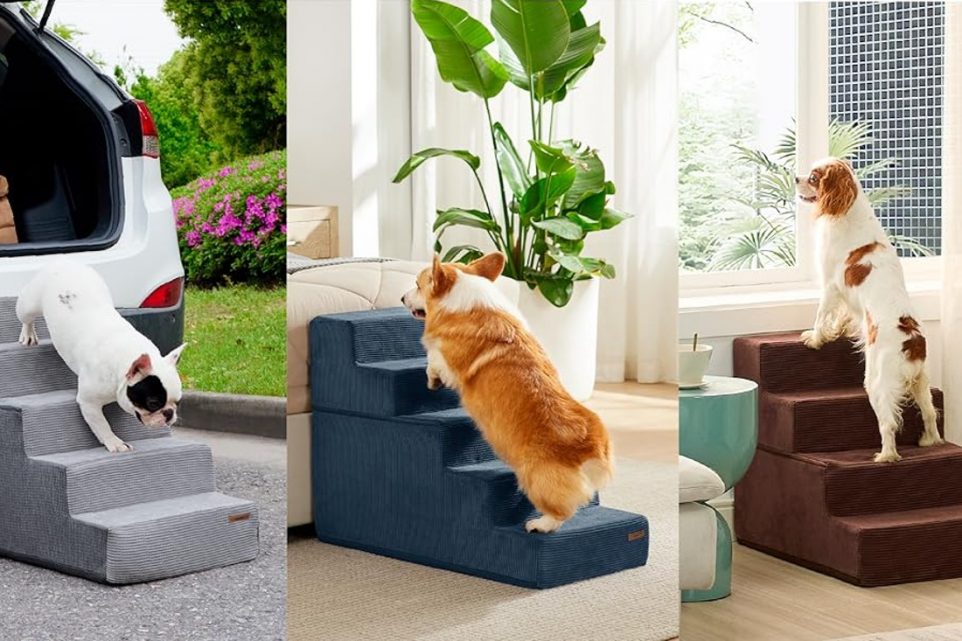 best pet stairs in 2024