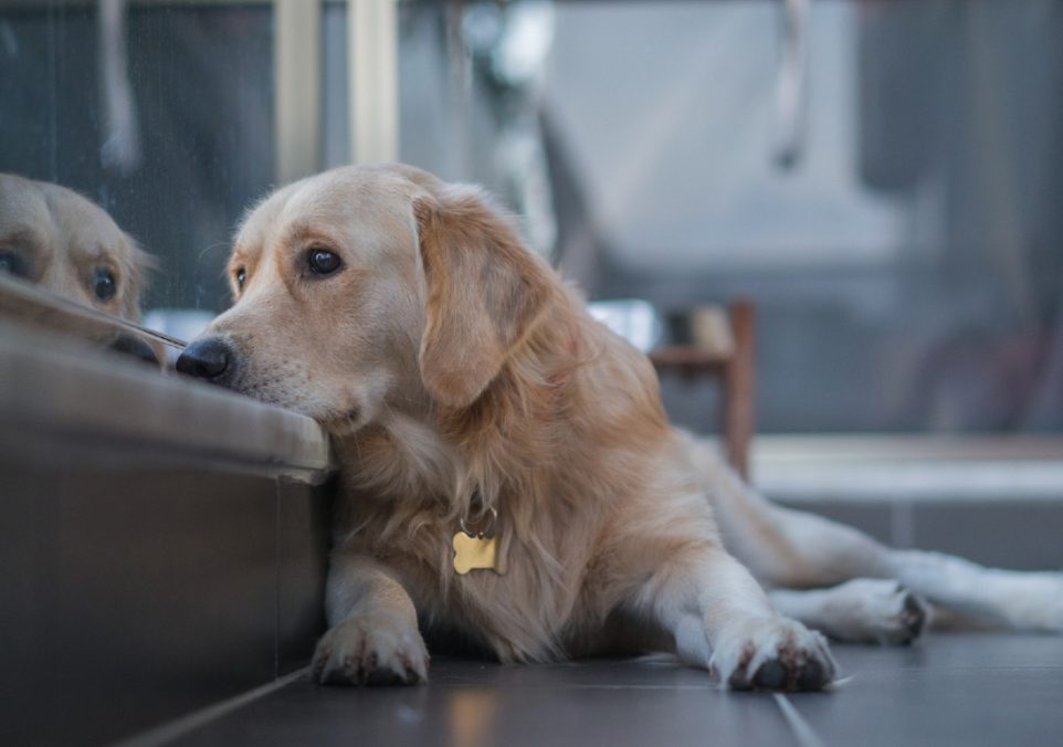 signs of separation anxiety in dogs