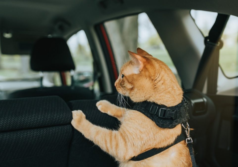 travelling with cat