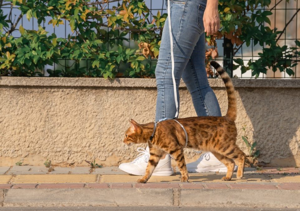 walking a cat on a leashwalking a cat on a leash