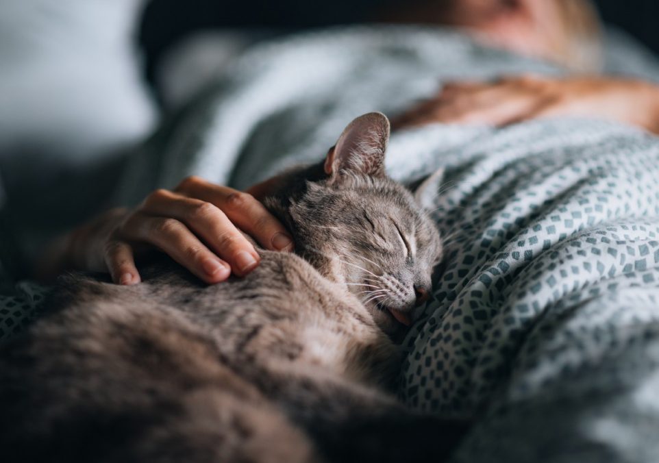 why cats love to sleep on owners