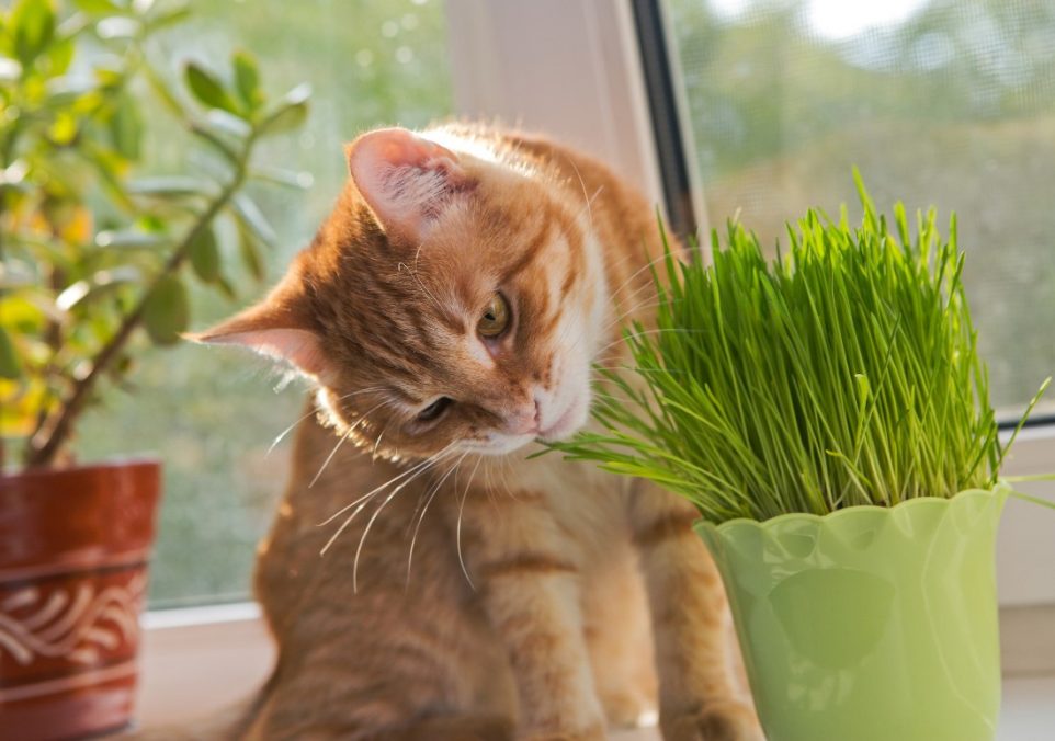 why do cats eat grass