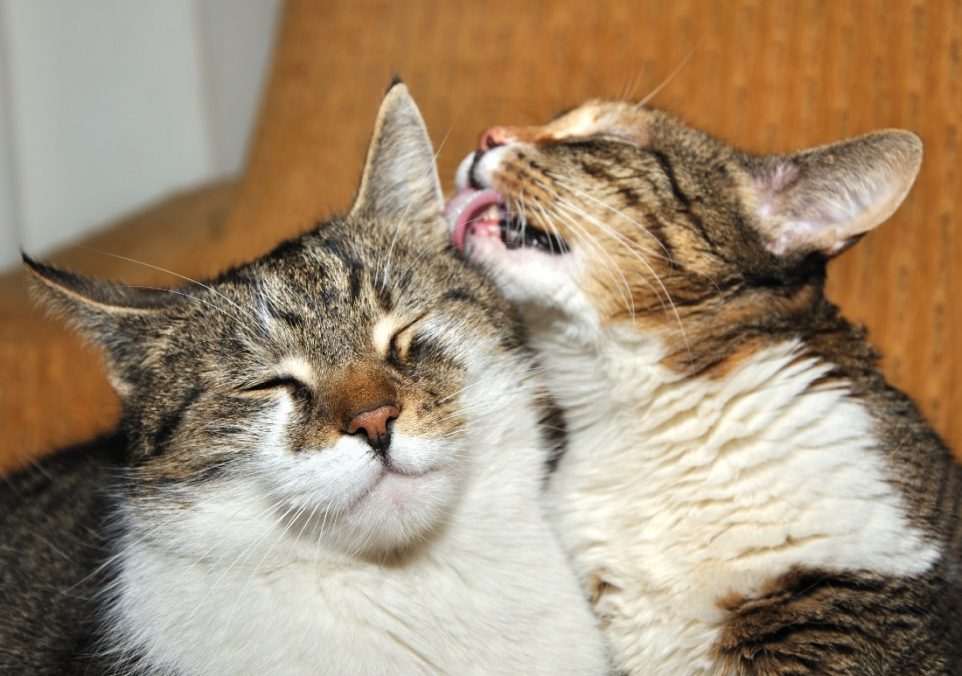 why do cats lick each other