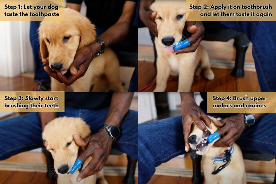 how to brush dog's teeth