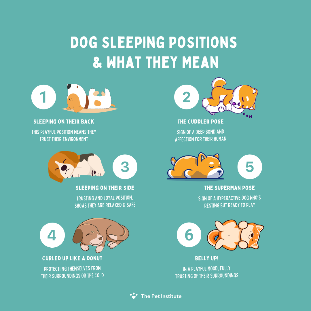 dog sleeping positions