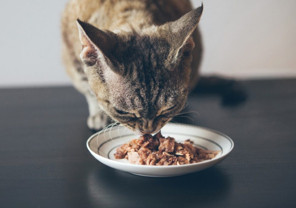 foods cats can eat