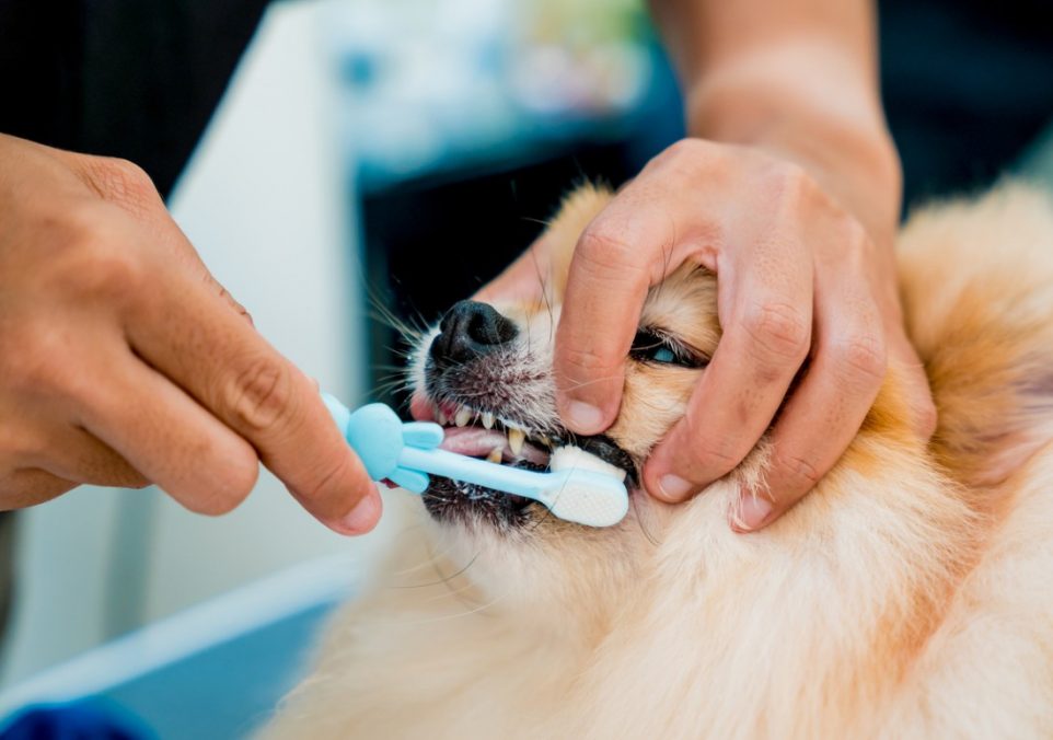 how to brush a dog's teeth