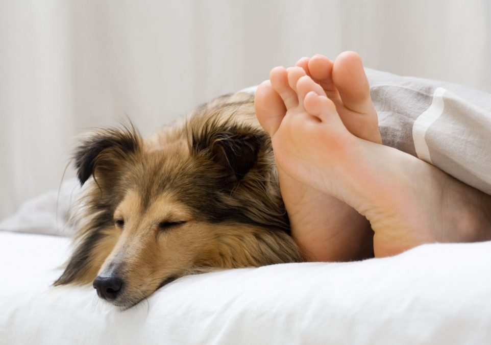 why do dogs sleep on feet