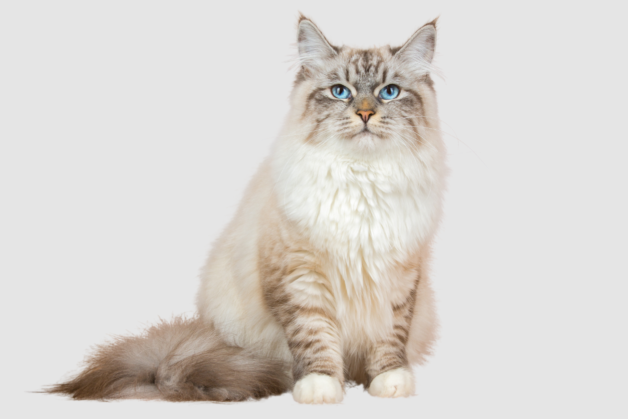 Are Siberian Cats Hypoallergenic?