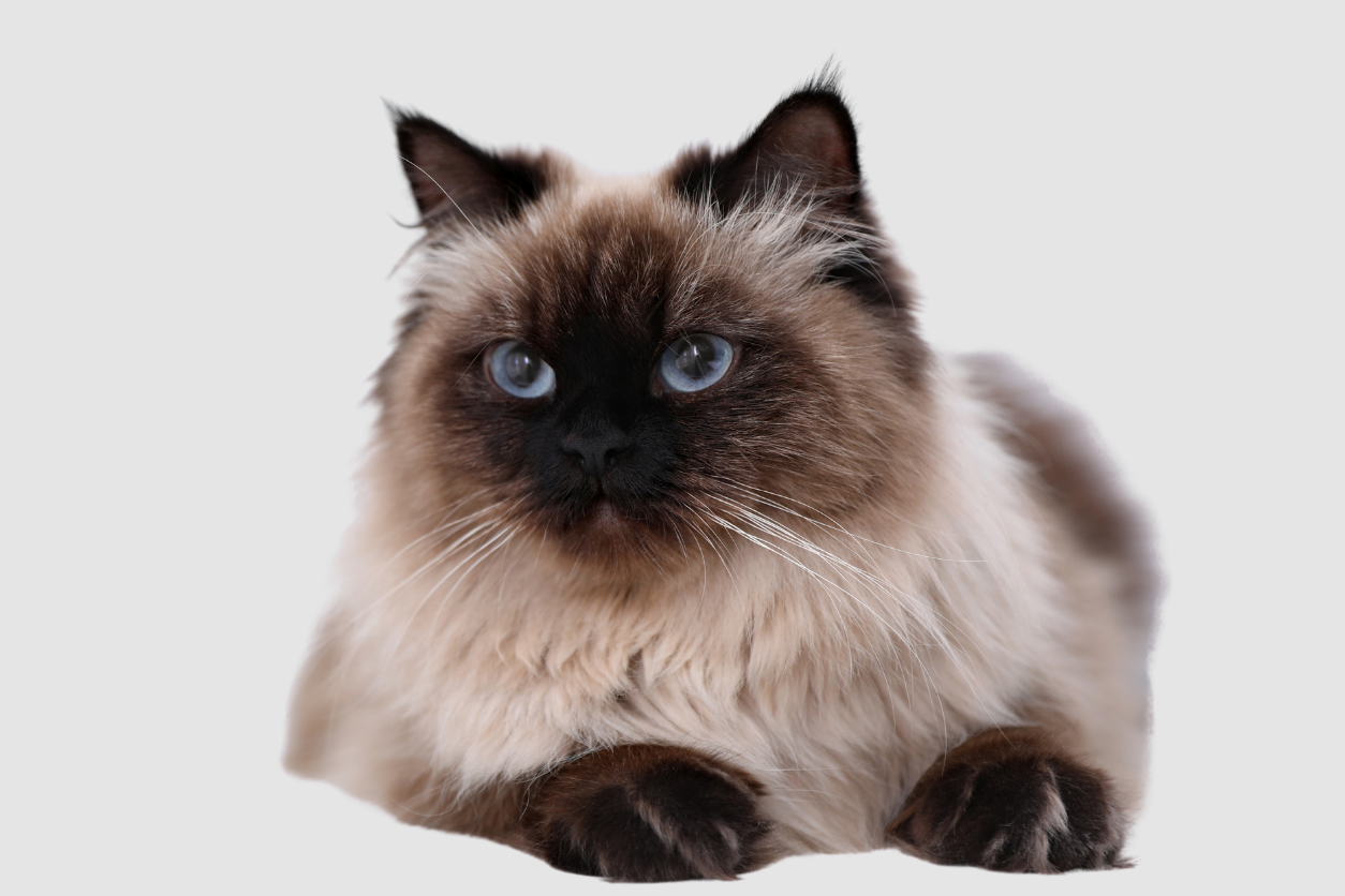 Are Balinese Cats Hypoallergenic?