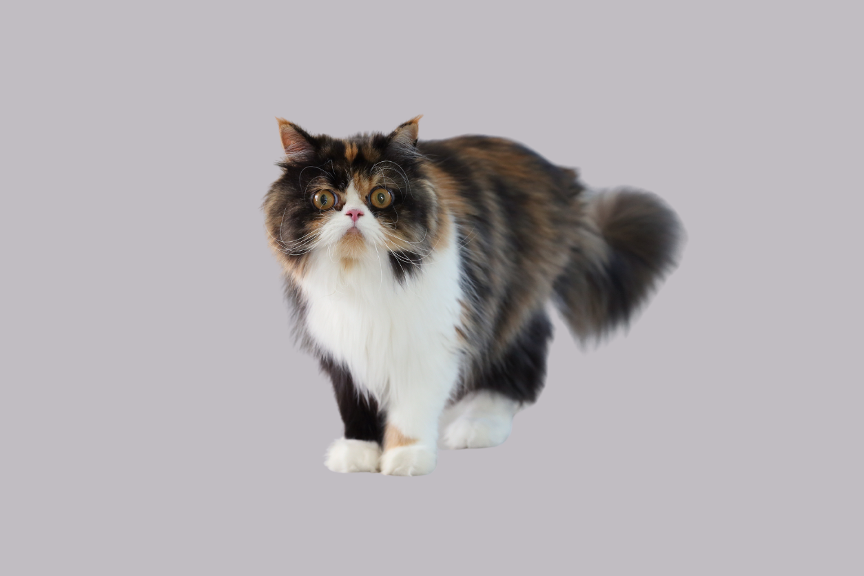 Persian cat