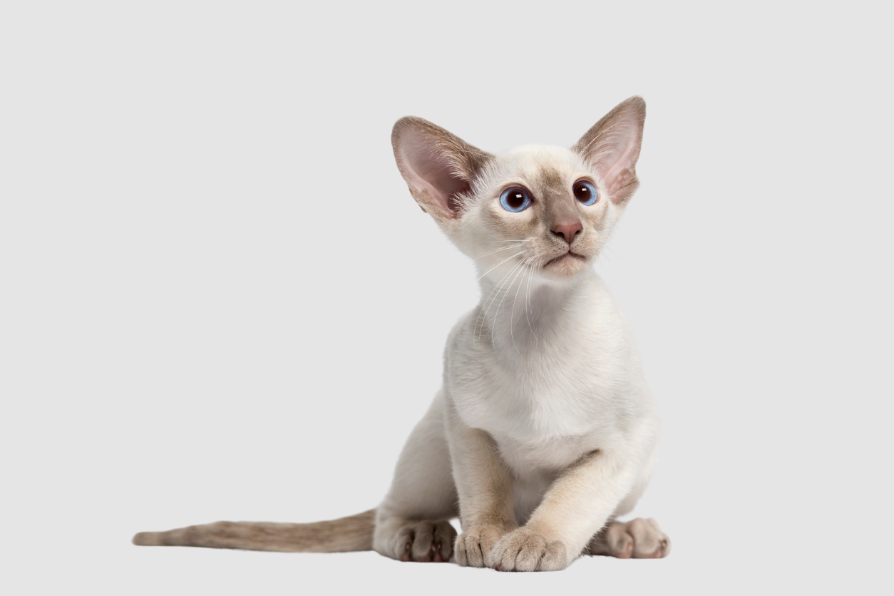 Are Oriental Shorthairs Hypoallergenic?