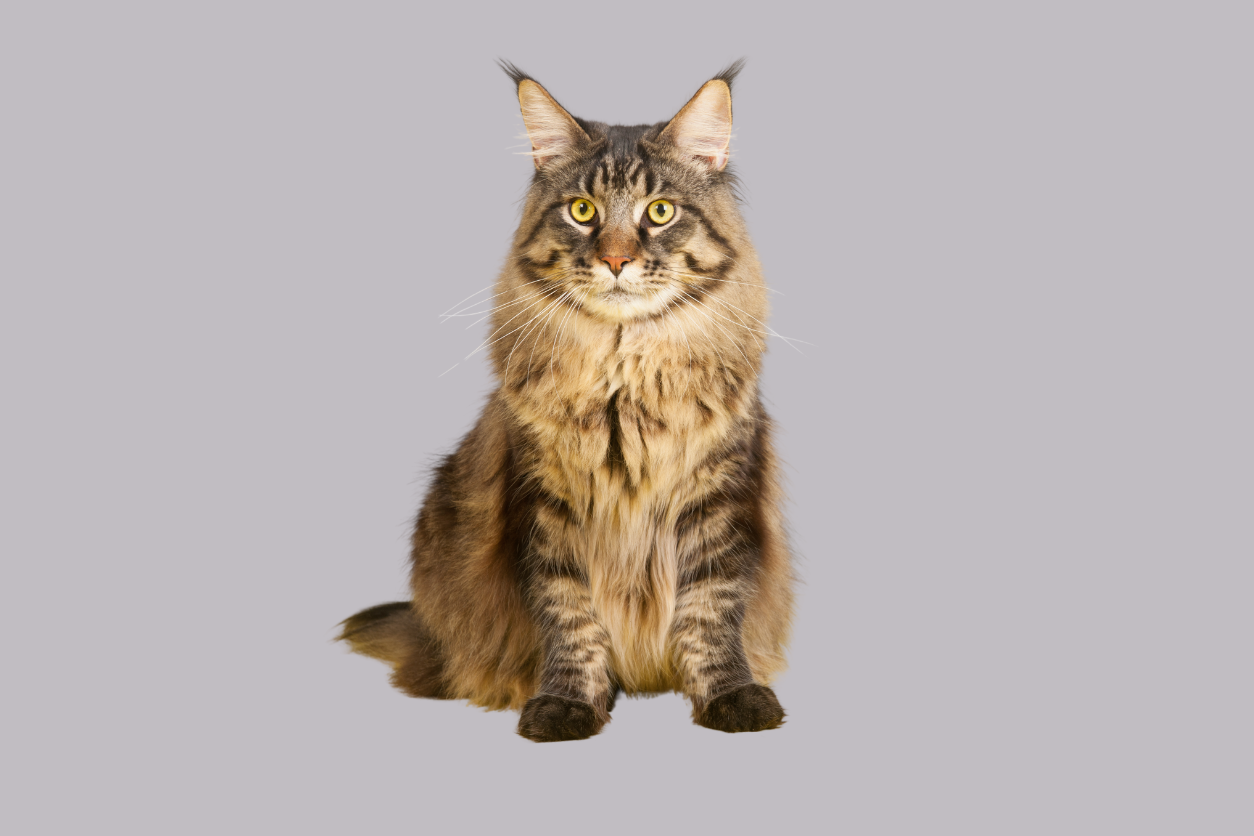 Maine Coon