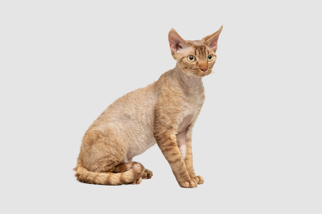 Are Devon Rex's Hypoallergenic?