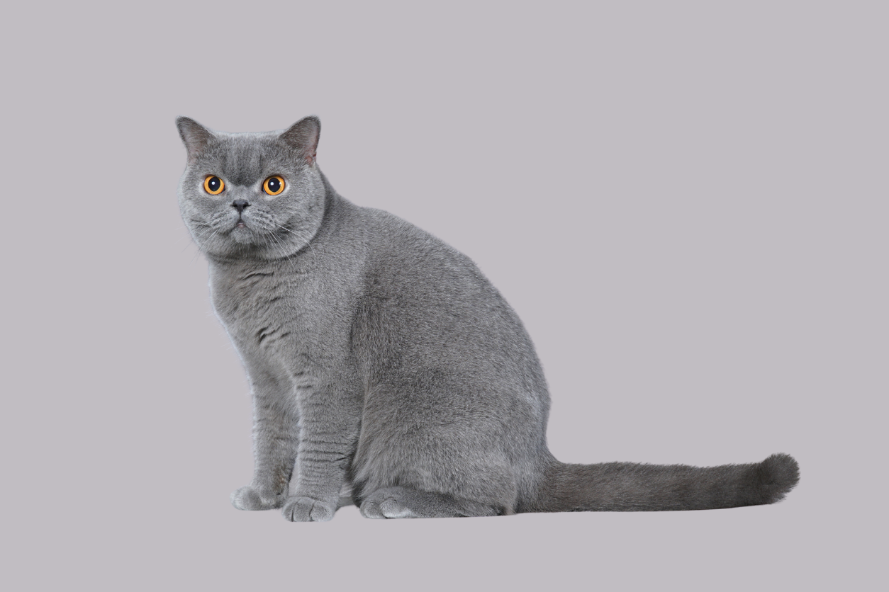 British Shorthair