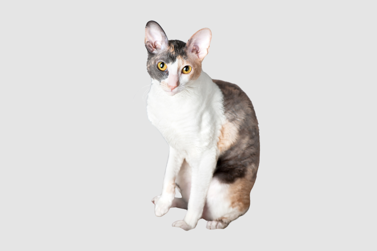 Are Cornish Rex Cats Hypiallergencic?