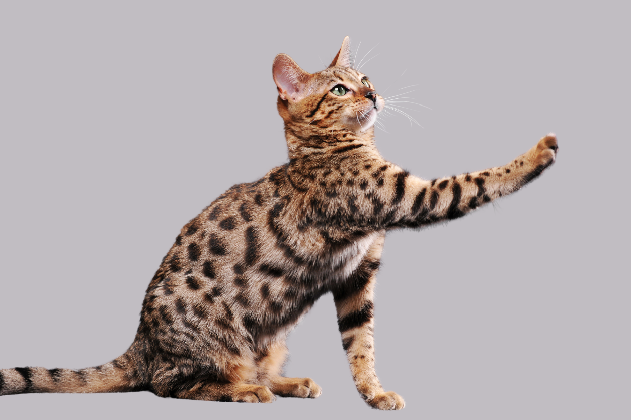 Bengal Cat