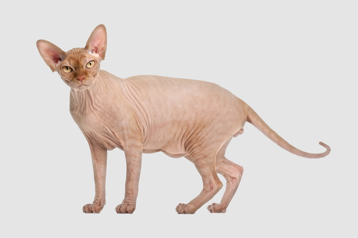 Are Sphynx Cats Hypoallergenic?