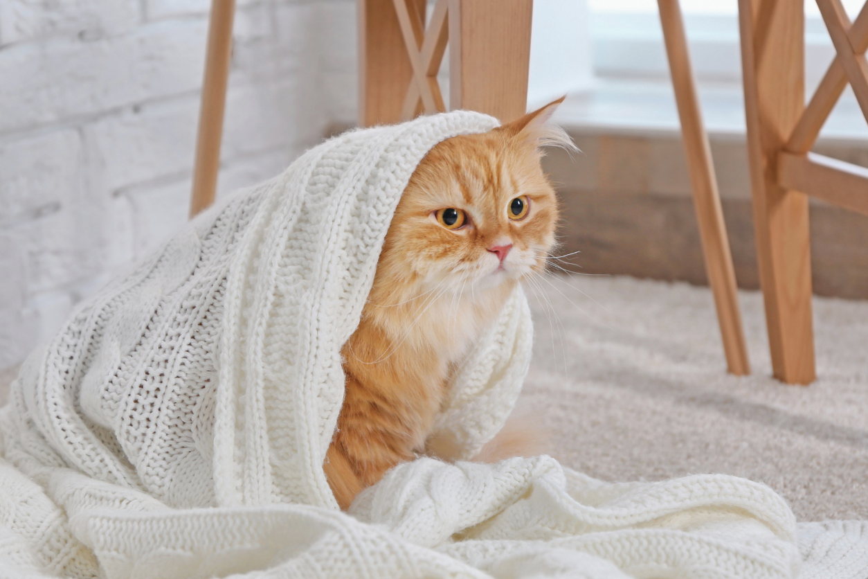 cat snuggled in blanket