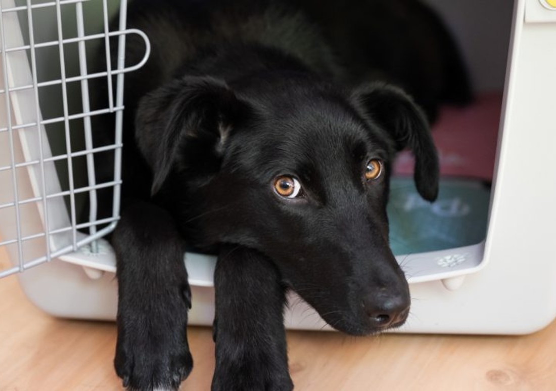 until what age should a dog sleep in a crate