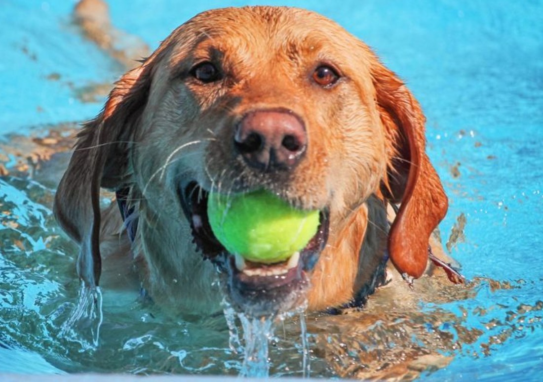 can all dogs swim