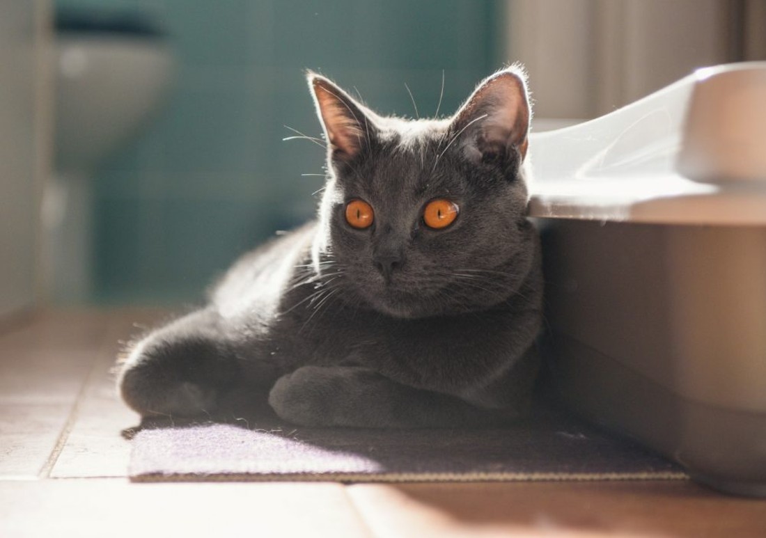 cat peeing outside the litter box