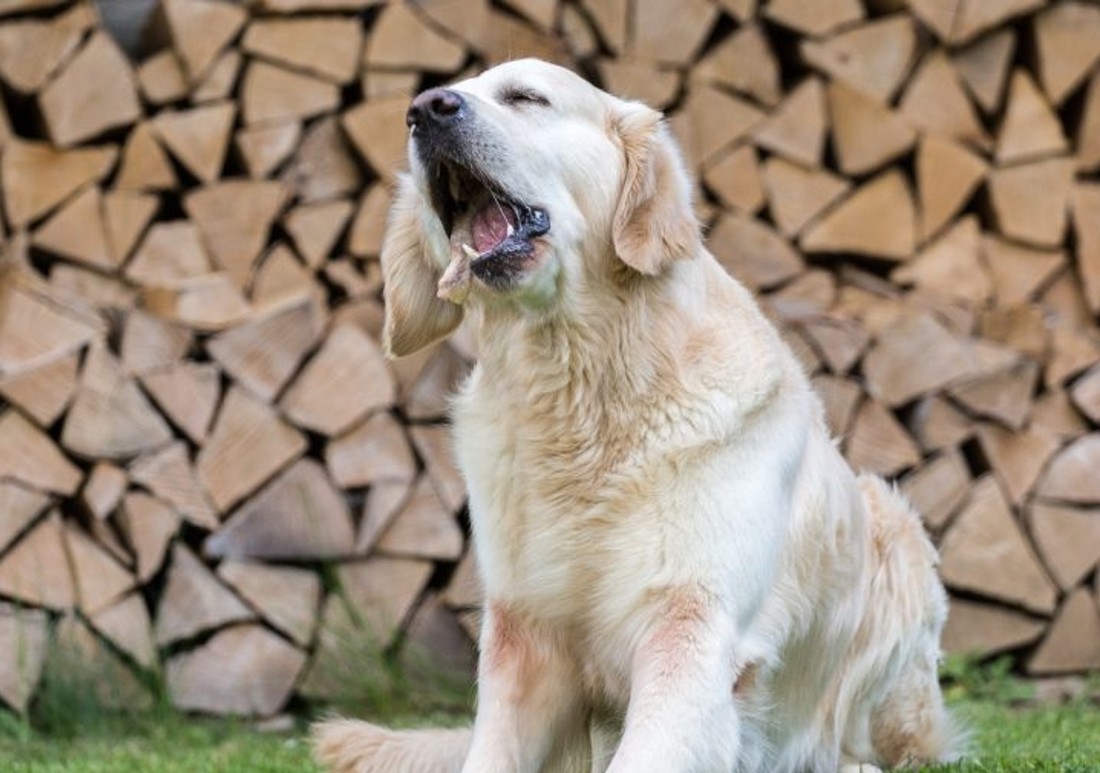 dog vomiting white foam