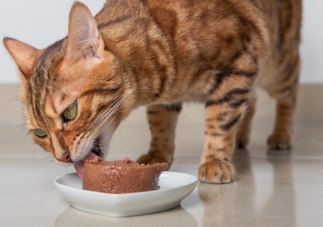 guidelines for leaving wet cat food out